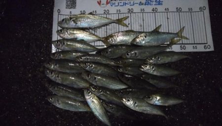 コノシロ混じりでアジ数釣り