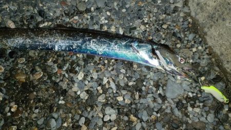 初釣りは手堅く