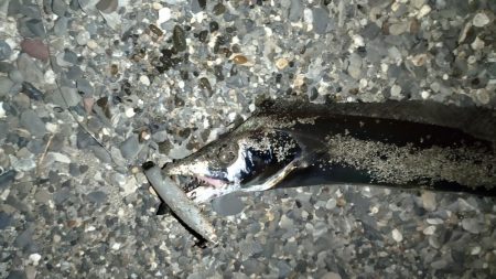 渋くなってきました