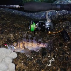 久しぶりのメバル