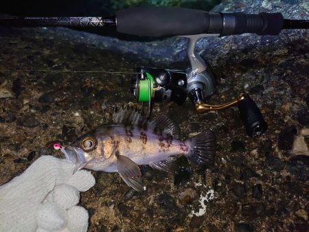 久しぶりのメバル