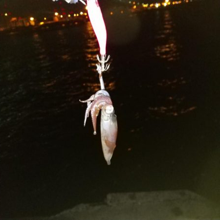 初釣りはヒイカでスタート！