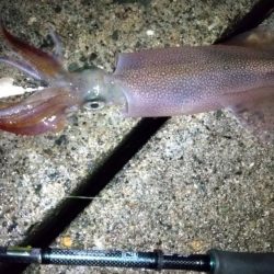 ヤリイカエギング