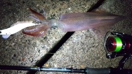 ヤリイカエギング