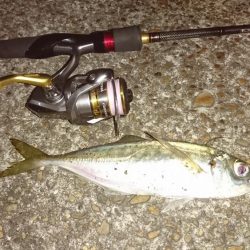 ナイトアジング