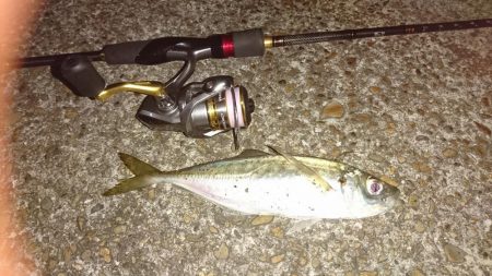 ナイトアジング