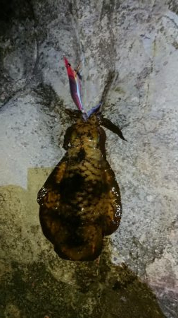 初釣り❗アオリイカ