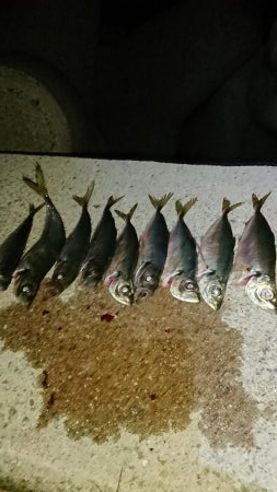 年明け初アジ❗