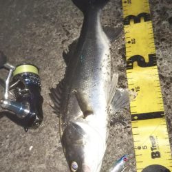 ぶらシーバス!!