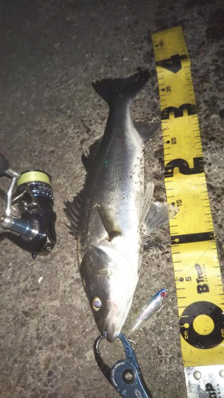 ぶらシーバス!!