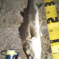 ぶらシーバス！！