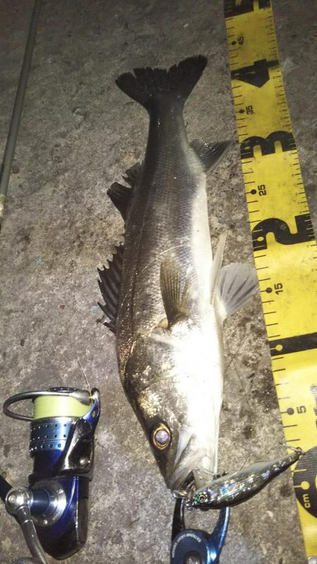 ぶらシーバス！！