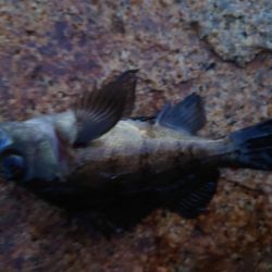 今年初釣り、ツ抜け