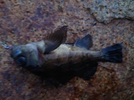 今年初釣り、ツ抜け