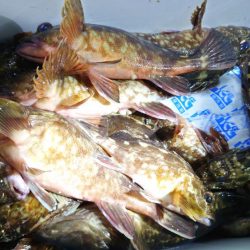 ガシラ無双～５０匹