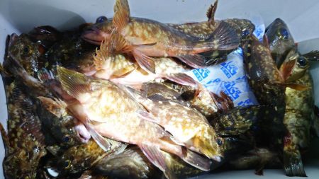 ガシラ無双～５０匹