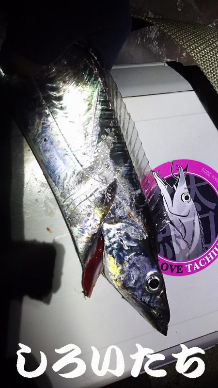 初釣りはやっぱりタチウオ。