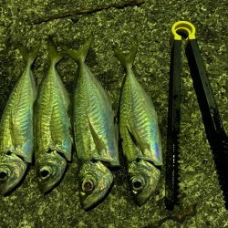 極寒でもアジは釣れる