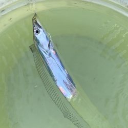 猿島沖、タチウオ