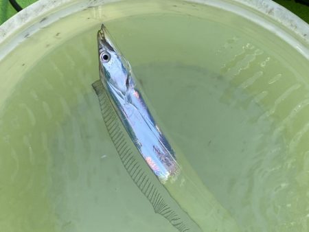 猿島沖、タチウオ