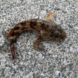 濁りがひどい中…