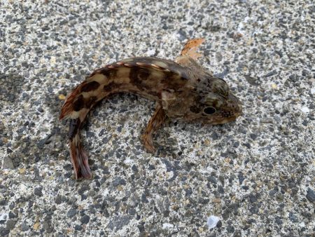 濁りがひどい中…