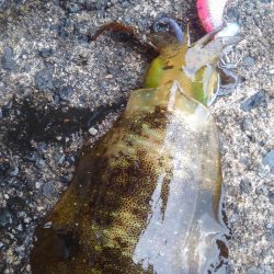 初詣(海)釣行❗