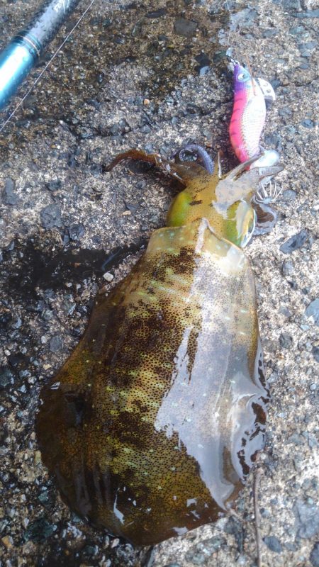 初詣(海)釣行❗