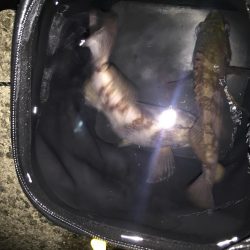 メバリング開幕戦