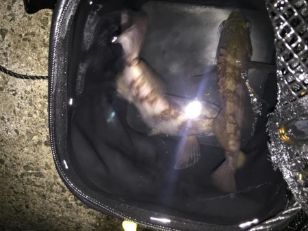 メバリング開幕戦