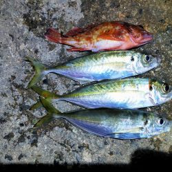 久々のアジング