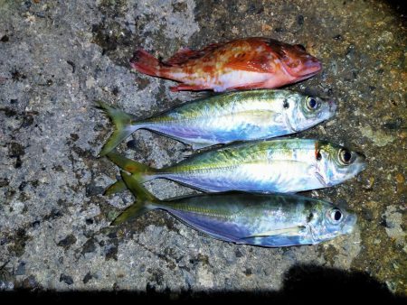 久々のアジング