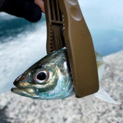 久しぶりの尺アジ