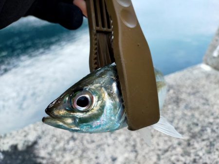 久しぶりの尺アジ