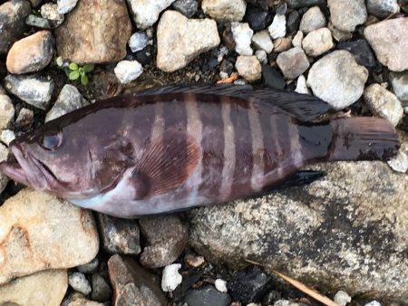 マハタ　　芳養内堤防