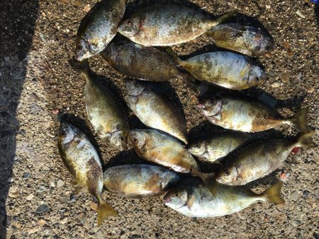 アジ61匹、アイゴ18匹、シマアジ1匹