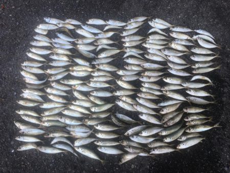 アジ爆釣り160匹、シマアジ3匹、アイゴ4…