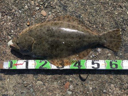 ヒラメ65㎝ゲット！　アジ126匹