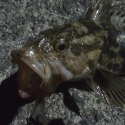 釣りデビュー 39日目