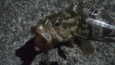 釣りデビュー 39日目