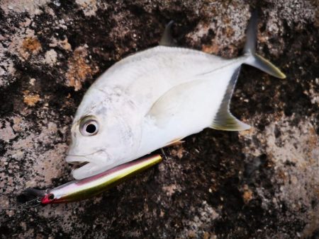 今年の初物釣れました