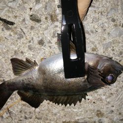 アジがメバルへ