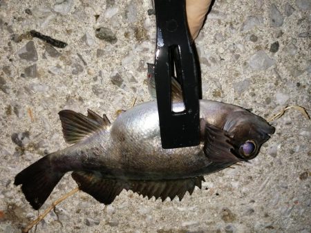 アジがメバルへ