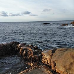 フカセ‥尾長グレ