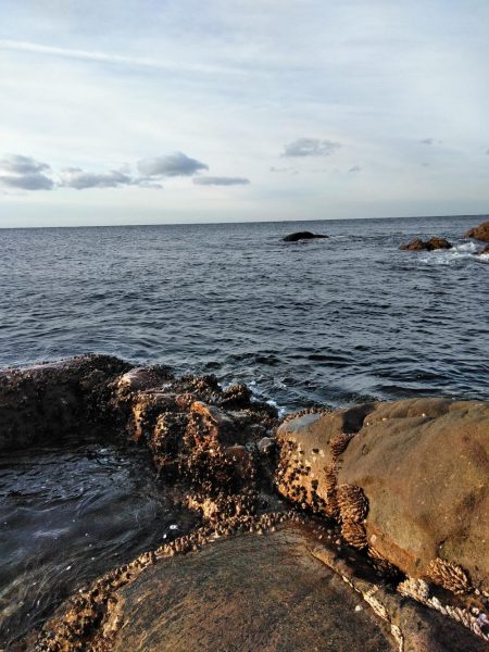 フカセ‥尾長グレ