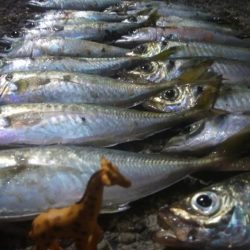 釣りデビュー　41日目