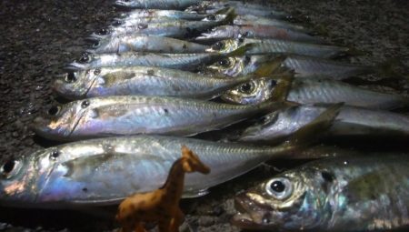 釣りデビュー　41日目