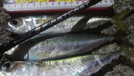 釣りデビュー　42日目