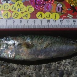 釣りデビュー　43日目