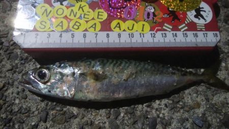 釣りデビュー　43日目